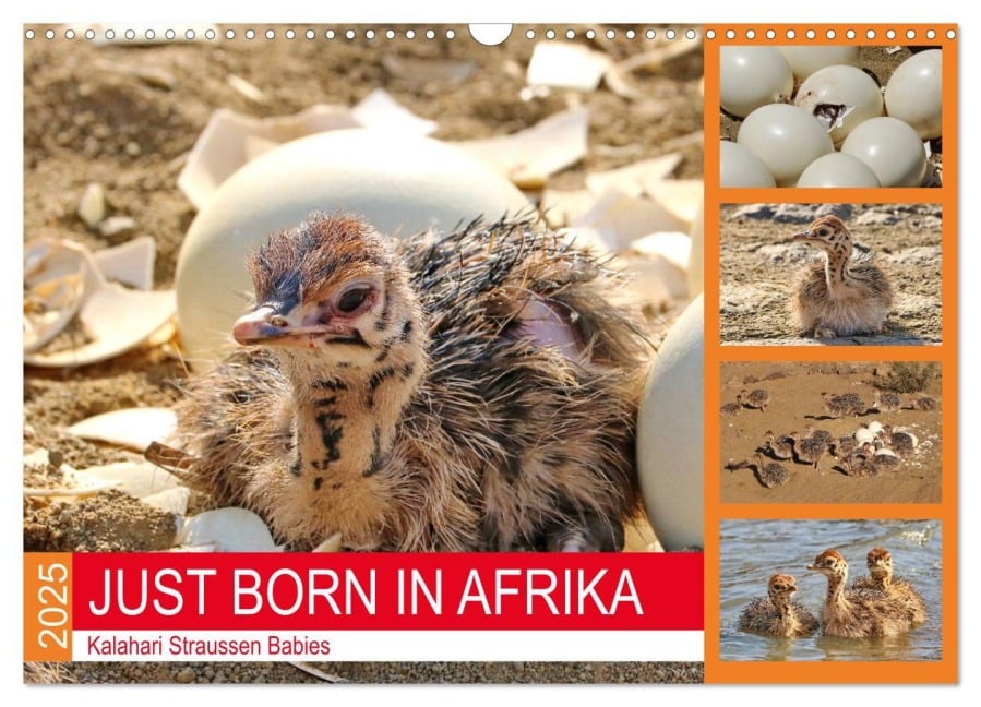 JUST BORN IN AFRIKA Kalahari Straussen Babies (Wandkalender 2025 DIN A3 quer), CALVENDO Monatskalender - Barbara Fraatz