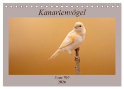 Cover-Bild zum Titel 'Kanarienvögel - Bunte Welt (Tischkalender 2026 DIN A5 quer), CALVENDO Monatskalender' von 'Akrema-Photography Akrema-Photography'