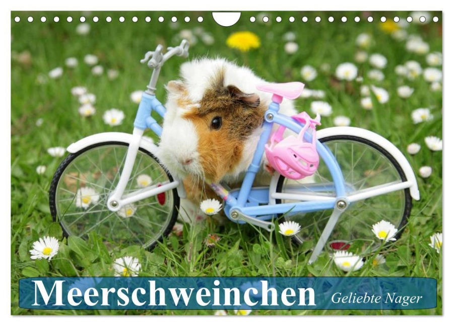 Meerschweinchen. Geliebte Nager (Wandkalender 2026 DIN A4 quer), CALVENDO Monatskalender - Elisabeth Stanzer