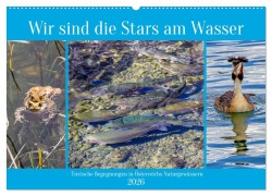 Cover-Bild zum Titel 'Wir sind die Stars am Wasser (Wandkalender 2026 DIN A2 quer), CALVENDO Monatskalender' von 'Christa Kramer'