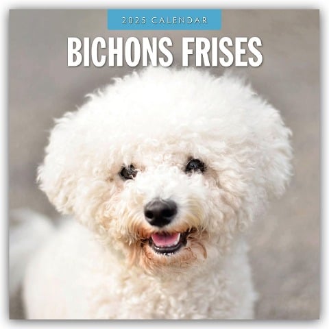 Bichon Frisés - Bichon Frisé 2025 - 16-Monatskalender - 