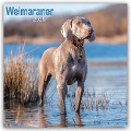 Weimaraner - Weimaraner 2025 - 16-Monatskalender - Avonside Publishing Ltd