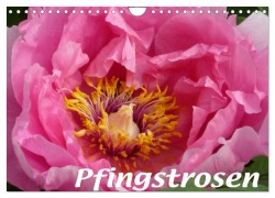 Cover-Bild zum Titel 'Pfingstrosen (Wandkalender 2027 DIN A4 quer), CALVENDO Monatskalender' von 'Brigitte Niemela'
