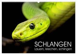Schlangen. Lauern, kriechen, schlingen (Wandkalender 2025 DIN A2 quer), CALVENDO Monatskalender - Rose Hurley