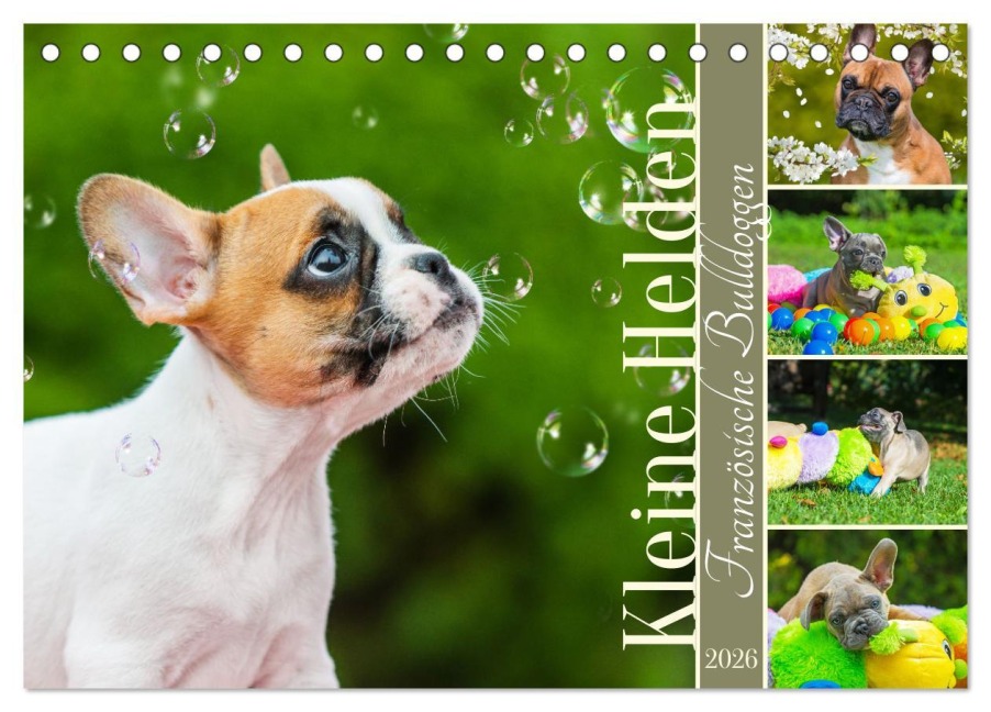 Kleine Helden - Französische Bulldoggen (Tischkalender 2026 DIN A5 quer), CALVENDO Monatskalender - Sigrid Starick