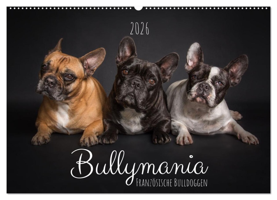 Bullymania - Französische Bulldoggen (Wandkalender 2026 DIN A2 quer), CALVENDO Monatskalender - Silke Gareis (SCHNAPP-Schuss)