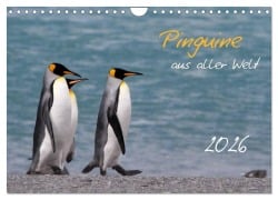 Pinguine aus aller Welt (Wandkalender 2026 DIN A4 quer), CALVENDO Monatskalender - Brigitte Schlögl