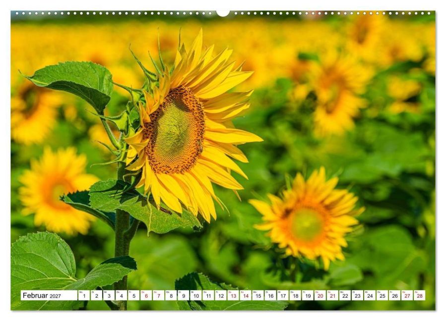 InsideView 7