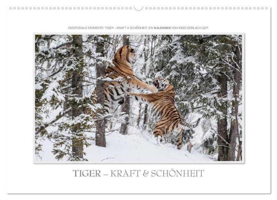 Emotionale Momente: Tiger - Kraft & Schönheit. / CH-Version (Wandkalender 2026 DIN A2 quer), CALVENDO Monatskalender - Ingo Gerlach GDT