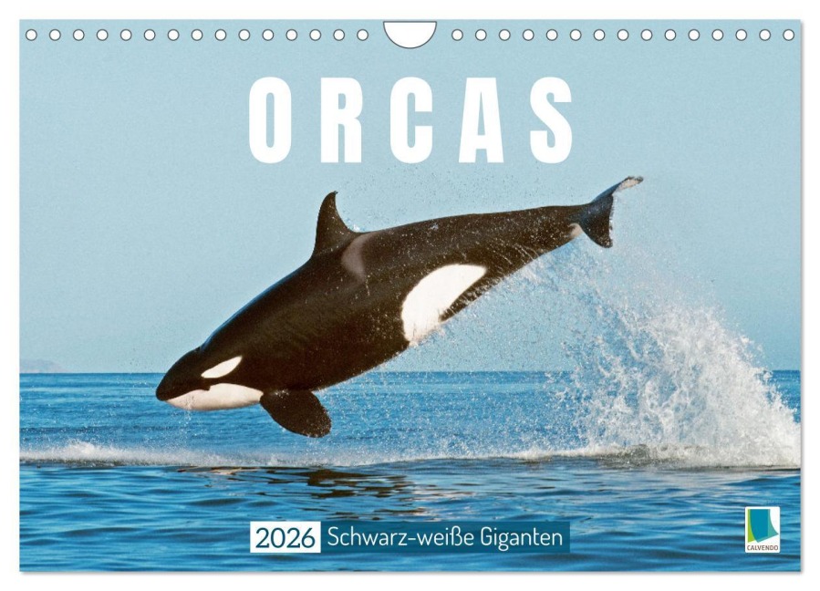 Orcas: Schwarz-weiße Giganten (Wandkalender 2026 DIN A4 quer), CALVENDO Monatskalender - Calvendo Calvendo