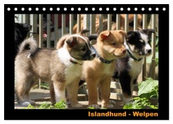 Cover-Bild zum Titel 'Islandhund - Welpen / CH-Version (Tischkalender 2026 DIN A5 quer), CALVENDO Monatskalender' von 'Jamfoto Angelika Möthrath'