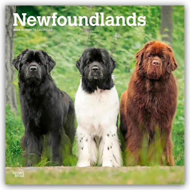 Newfoundlands - Neufundländer 2026 - 16-Monatskalender - Browntrout Publishers