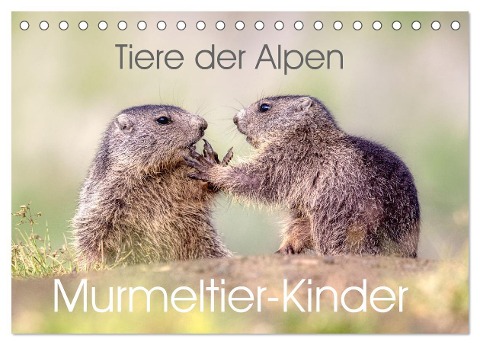Tiere der Alpen - Murmeltier-Kinder (Tischkalender 2025 DIN A5 quer), CALVENDO Monatskalender - Judith Kuhn