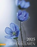 Alpenblumen Kalender 2025 - 