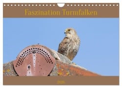 Faszination Turmfalken (Wandkalender 2026 DIN A4 quer), CALVENDO Monatskalender - Teresa Bauer