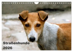 Straßenhunde (Wandkalender 2026 DIN A4 quer), CALVENDO Monatskalender - Antje Bakker