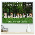 Border Collie 2025 (hochwertiger Premium Wandkalender 2025 DIN A2 quer), Kunstdruck in Hochglanz - Sigrid Starick