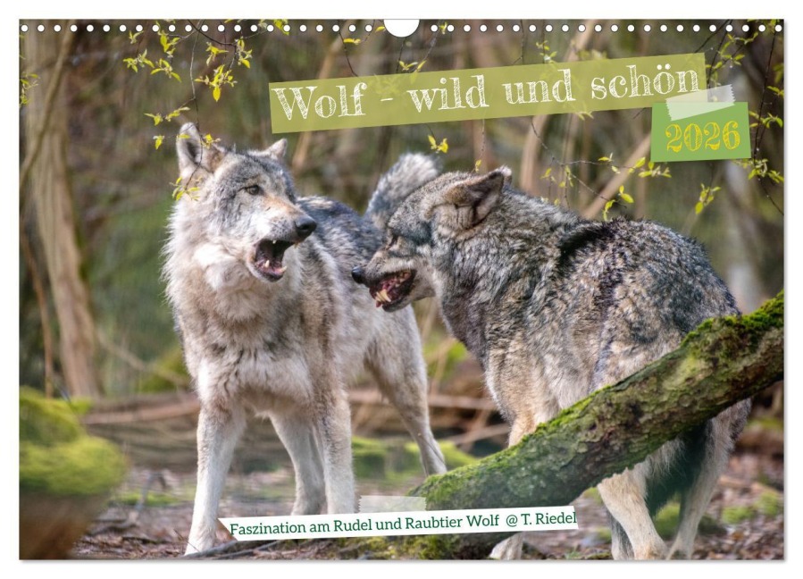 Wolf - wild und schön (Wandkalender 2026 DIN A3 quer), CALVENDO Monatskalender - Tanja Riedel