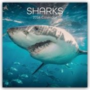Cover-Bild zum Titel 'Sharks - Haie 2026 - 16-Monatskalender' von 'Gifted Stationery Co. Ltd'