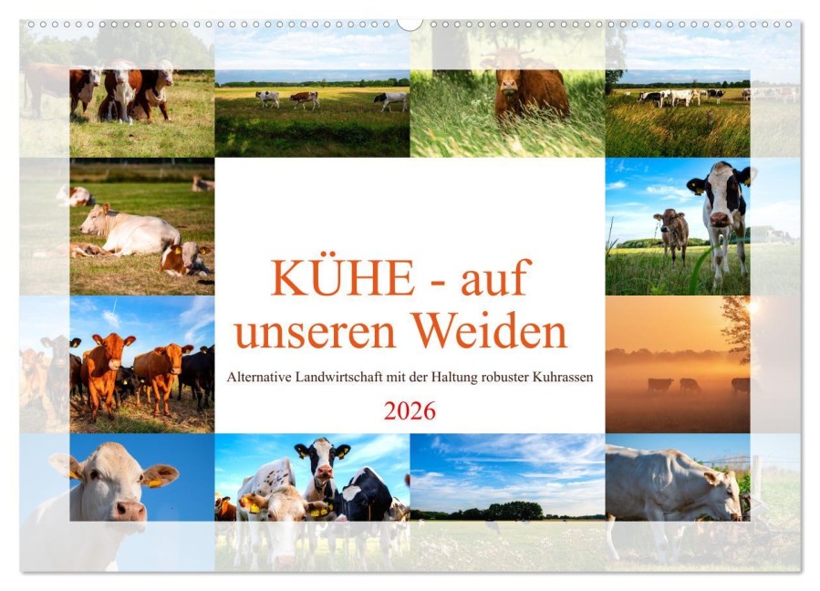 Kühe - auf unseren Weiden (Wandkalender 2026 DIN A2 quer), CALVENDO Monatskalender - Tanja Riedel