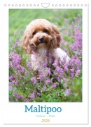 Cover-Bild zum Titel 'Maltipoo - Malteser - Pudel 2026 (Wandkalender 2026 DIN A4 hoch), CALVENDO Monatskalender' von 'Heidi Bollich'