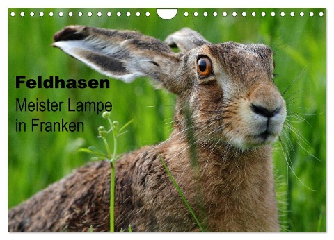 Feldhasen - Meister Lampe in Franken (Wandkalender 2024 DIN A4 quer), CALVENDO Monatskalender - Günter Bachmeier