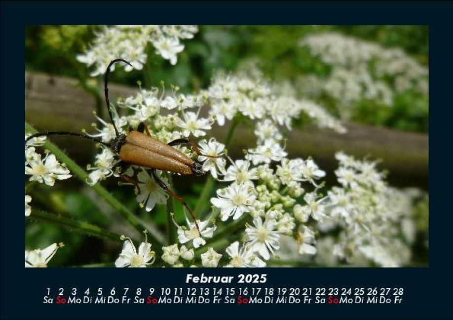 InsideView 6