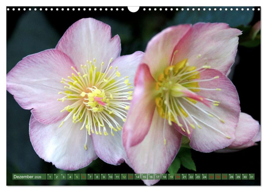 InsideView 4