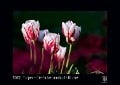 Tulpen - Die Farbe macht die Blume 2022 - Black Edition - Timokrates Kalender, Wandkalender, Bildkalender - DIN A4 (ca. 30 x 21 cm) - 