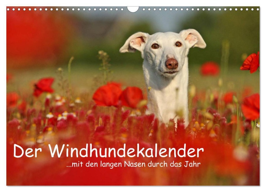 Der Windhundekalender (Wandkalender 2025 DIN A3 quer), CALVENDO Monatskalender - Kathrin Köntopp
