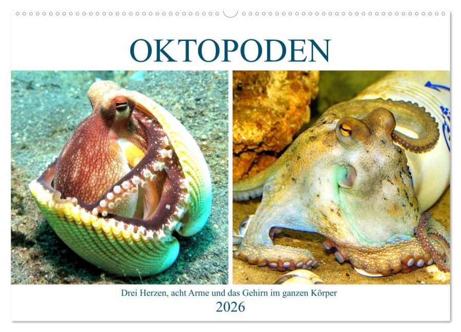 Oktopoden. Drei Herzen, acht Arme und das Gehirn im ganzen Körper (Wandkalender 2026 DIN A2 quer), CALVENDO Monatskalender - Rose Hurley