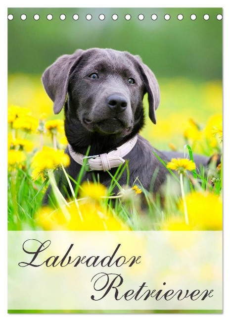 Labrador Retriever (Tischkalender 2025 DIN A5 hoch), CALVENDO Monatskalender - Nicole Noack