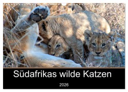 Cover-Bild zum Titel 'Südafrikas wilde Katzen (Wandkalender 2026 DIN A3 quer), CALVENDO Monatskalender' von 'Markus A. Bissig'