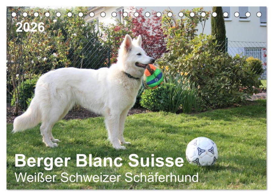 Berger Blanc Suisse - Weißer Schweizer Schäferhund (Tischkalender 2026 DIN A5 quer), CALVENDO Monatskalender - Margarete Brunhilde Kesting