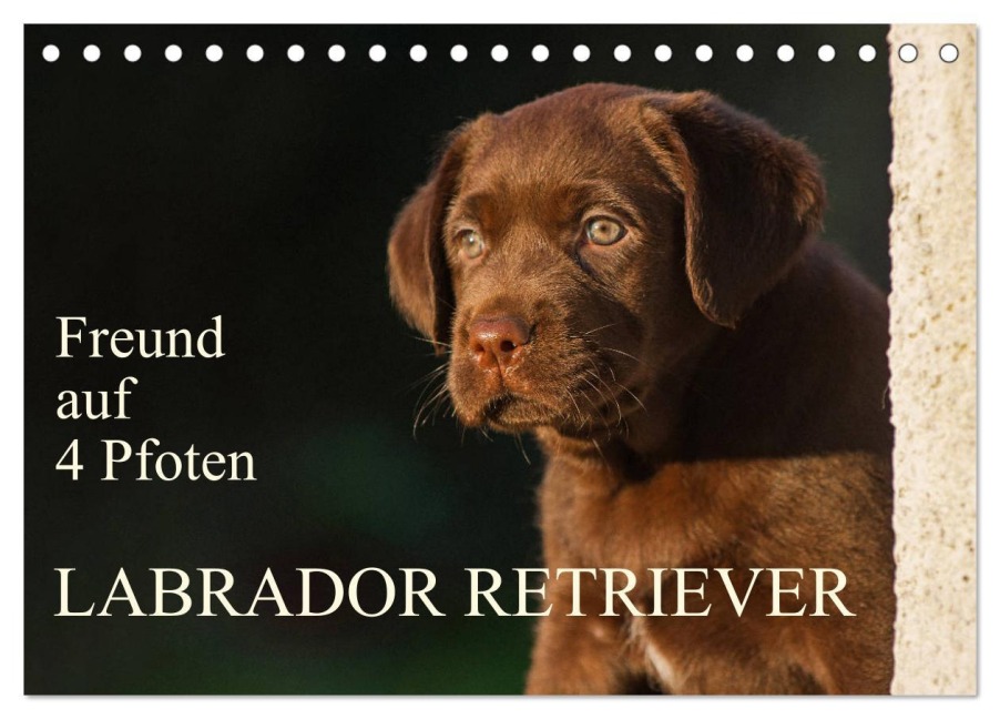 Freund auf 4 Pfoten - Labrador Retriever (Tischkalender 2026 DIN A5 quer), CALVENDO Monatskalender - Sigrid Starick