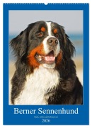 Cover-Bild zum Titel 'Berner Sennenhund - stark , schön und liebenswert (Wandkalender 2026 DIN A2 hoch), CALVENDO Monatskalender' von 'Sigrid Starick'