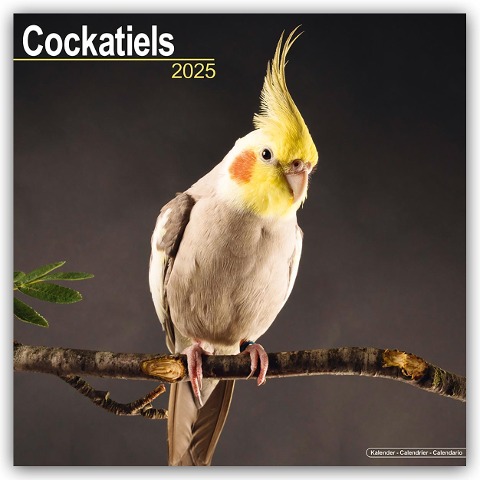 Cockatiels - Nymphensittiche 2025 - 16-Monatskalender - Avonside Publishing Ltd