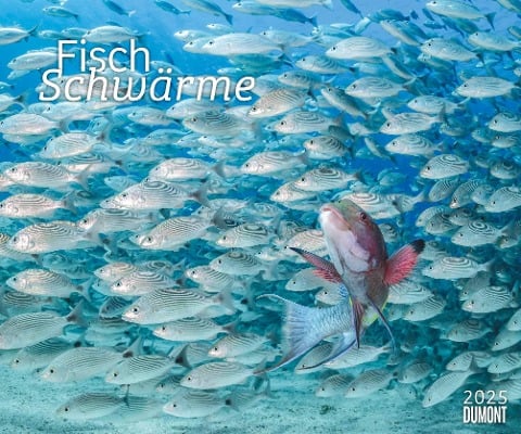 Fischschwärme 2025 - Unterwasser-Natur-Fotografie - Wandkalender 60 x 50 cm - Spiralbindung - 