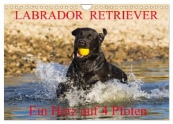 Labrador Retriever - ein Herz auf 4 Pfoten (Wandkalender 2026 DIN A4 quer), CALVENDO Monatskalender - 