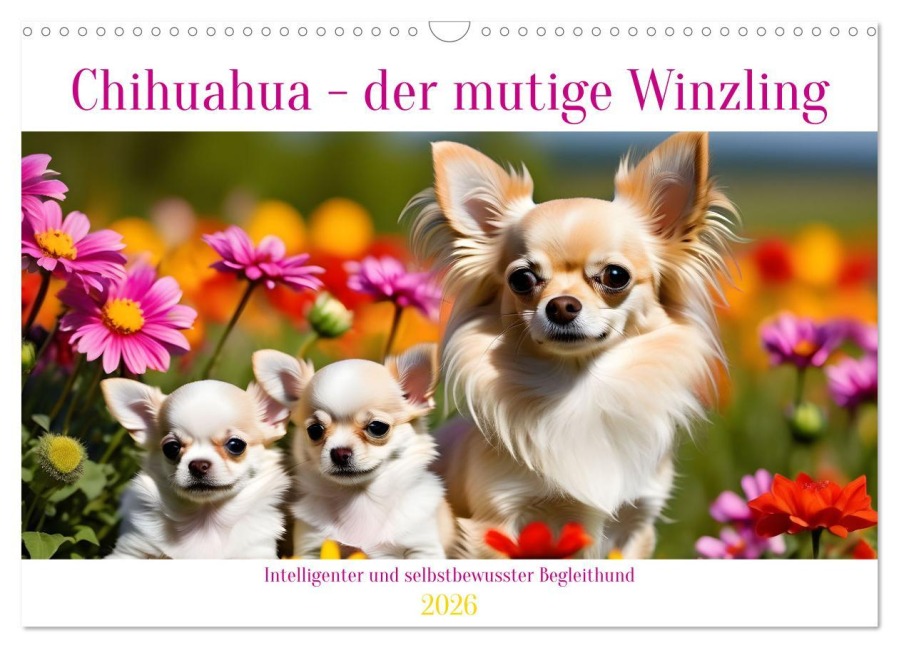 Chihuahua - der mutige Winzling (Wandkalender 2026 DIN A3 quer), CALVENDO Monatskalender - Claudia Kleemann