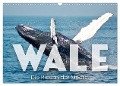 Wale - Die Riesen der Meere. (Wandkalender 2024 DIN A3 quer), CALVENDO Monatskalender - Sf Sf