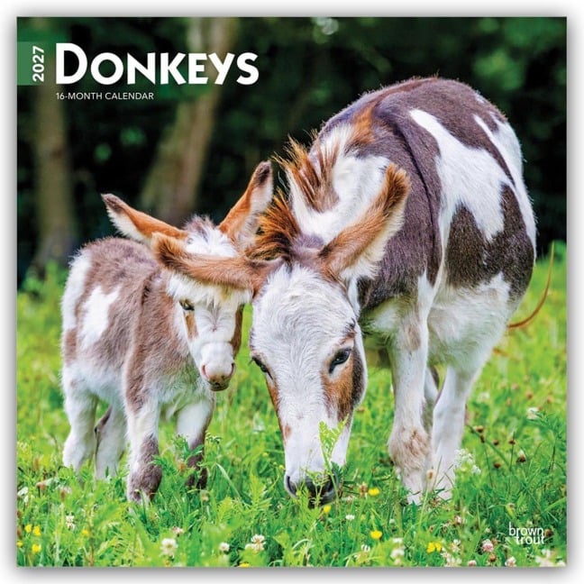 Donkeys - Esel 2027 - 16-Monatskalender - Browntrout Publishers