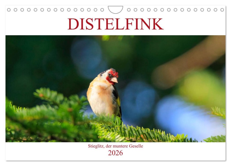 Distelfink (Wandkalender 2026 DIN A4 quer), CALVENDO Monatskalender - Anette Jäger