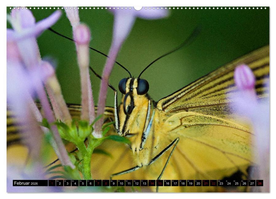 InsideView 6
