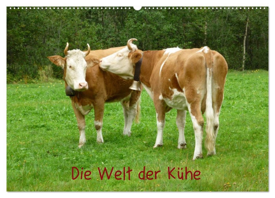 Die Welt der Kühe (Wandkalender 2026 DIN A2 quer), CALVENDO Monatskalender - Kattobello Kattobello
