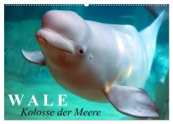Cover-Bild zum Titel 'Wale - Kolosse der Meere (Wandkalender 2026 DIN A2 quer), CALVENDO Monatskalender' von 'Elisabeth Stanzer'