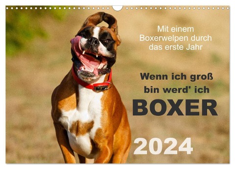 Wenn ich groß bin werd' ich Boxer (Wandkalender 2024 DIN A3 quer), CALVENDO Monatskalender - Kerstin Mielke