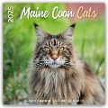 Maine Coon Cats - Main Coon Katzen 2025 - 18-Monatskalender - Original Plenty Gifts-Kalender [Mehrsprachig] [Kalender] - Plenty Gifts