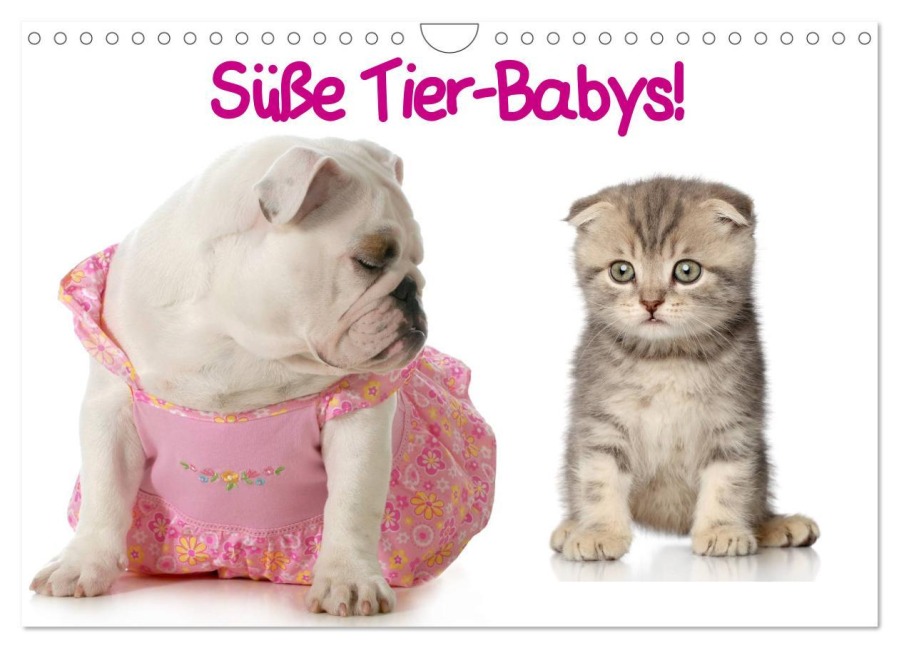 Süße Tier-Babys! (Wandkalender 2026 DIN A4 quer), CALVENDO Monatskalender - Elisabeth Stanzer