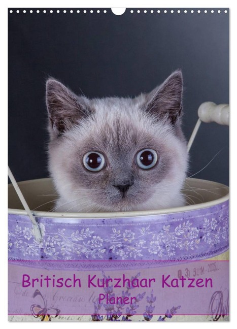 Britisch Kurzhaar Katzen - Planer (Wandkalender 2026 DIN A3 hoch), CALVENDO Monatskalender - Gabriela Wejat-Zaretzke